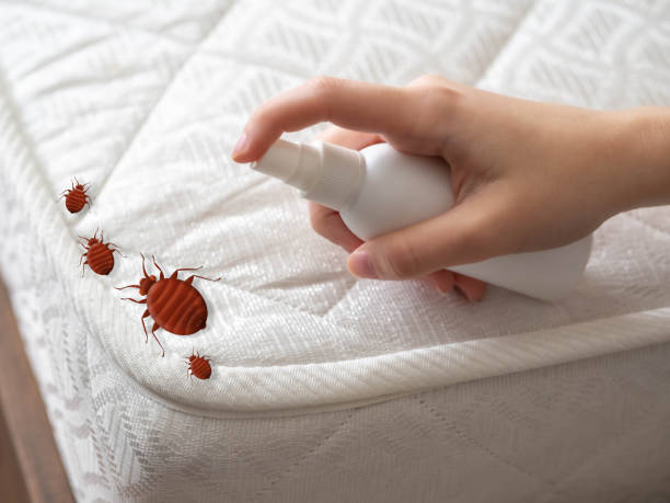 Best Affordable Pest Control Services  in Southwood Acres, CT