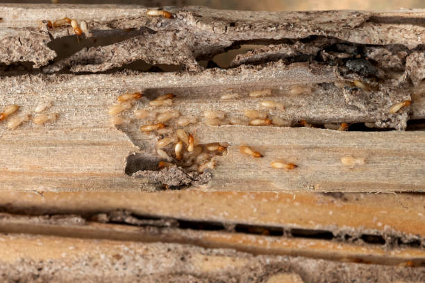 Best Wasp Removal Services  in Southwood Acres, CT