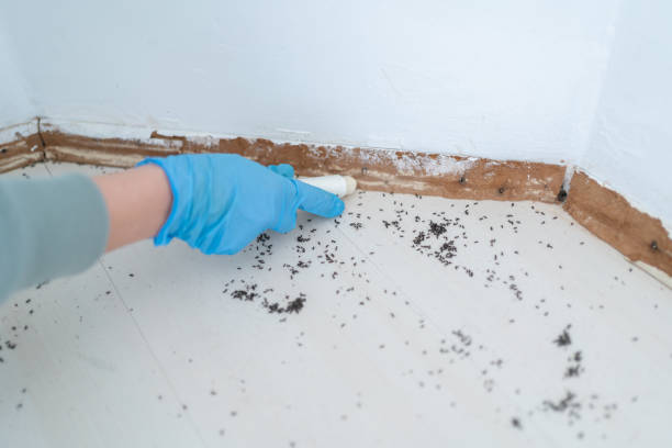 Best Pest Prevention Services  in Southwood Acres, CT